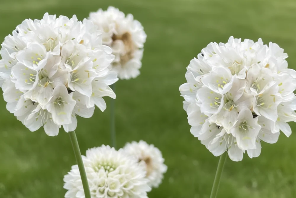 Армерія приморська Альба / Armeria maritima Alba