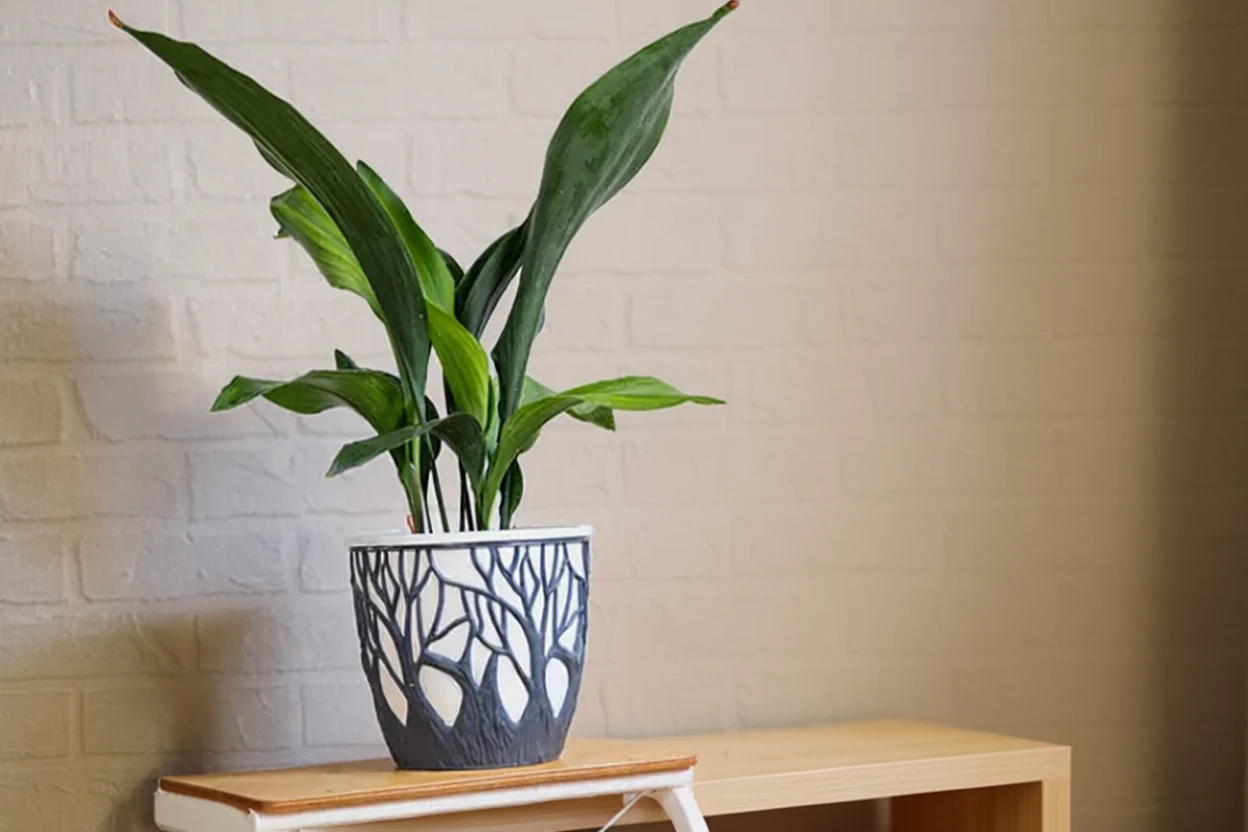 Аспідістра висока