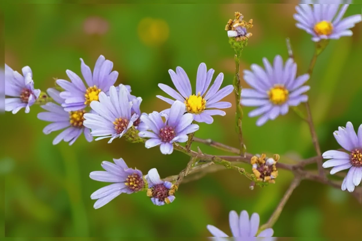 Астер азуреус / Aster azureus