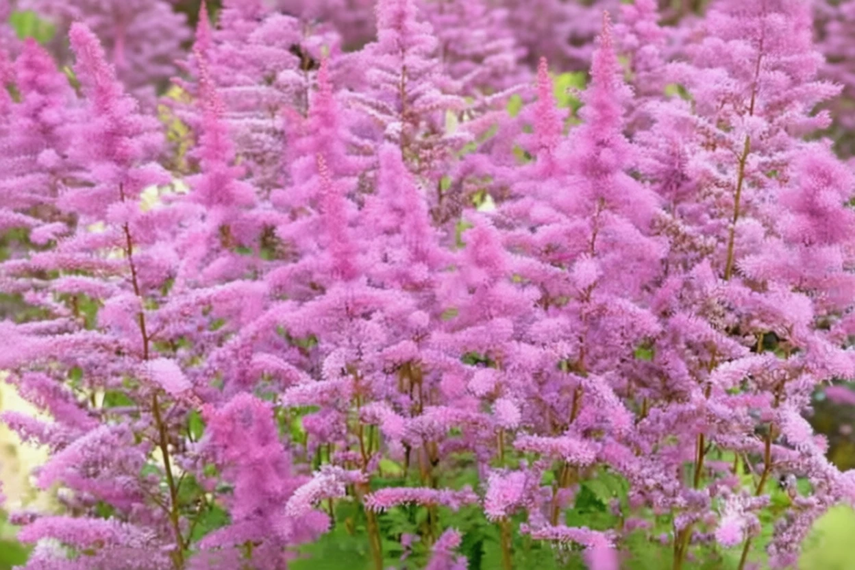 Астільба Аметист