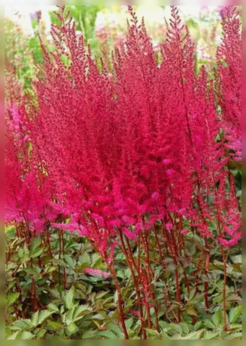 Астільба Чоколейт Черрі / Astilbe Chocolate Cherry