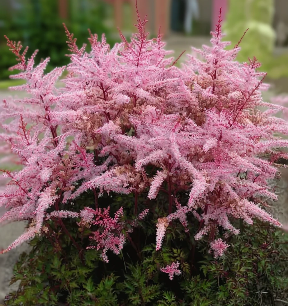 Астільба Делфт Лейс / Astilbe Delft Lace