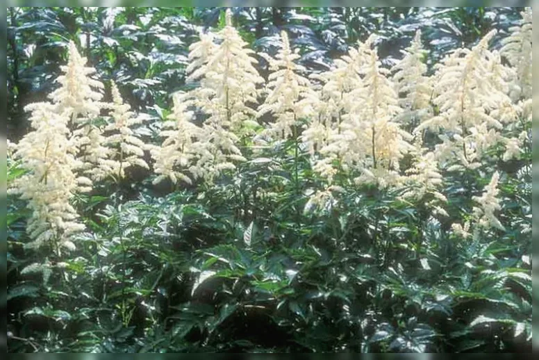 Астільба Дойчланд