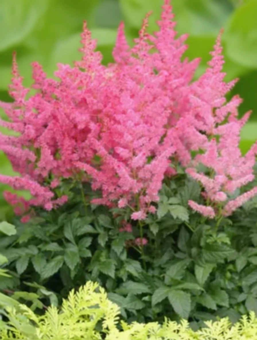 Астільба Джамп енд Джайв / Astilbe Jump and Jive