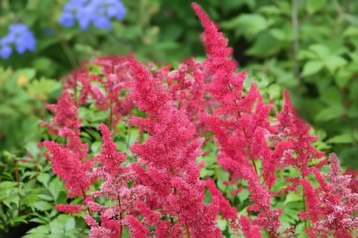 Астільба Фанал / Astilbe Fanal