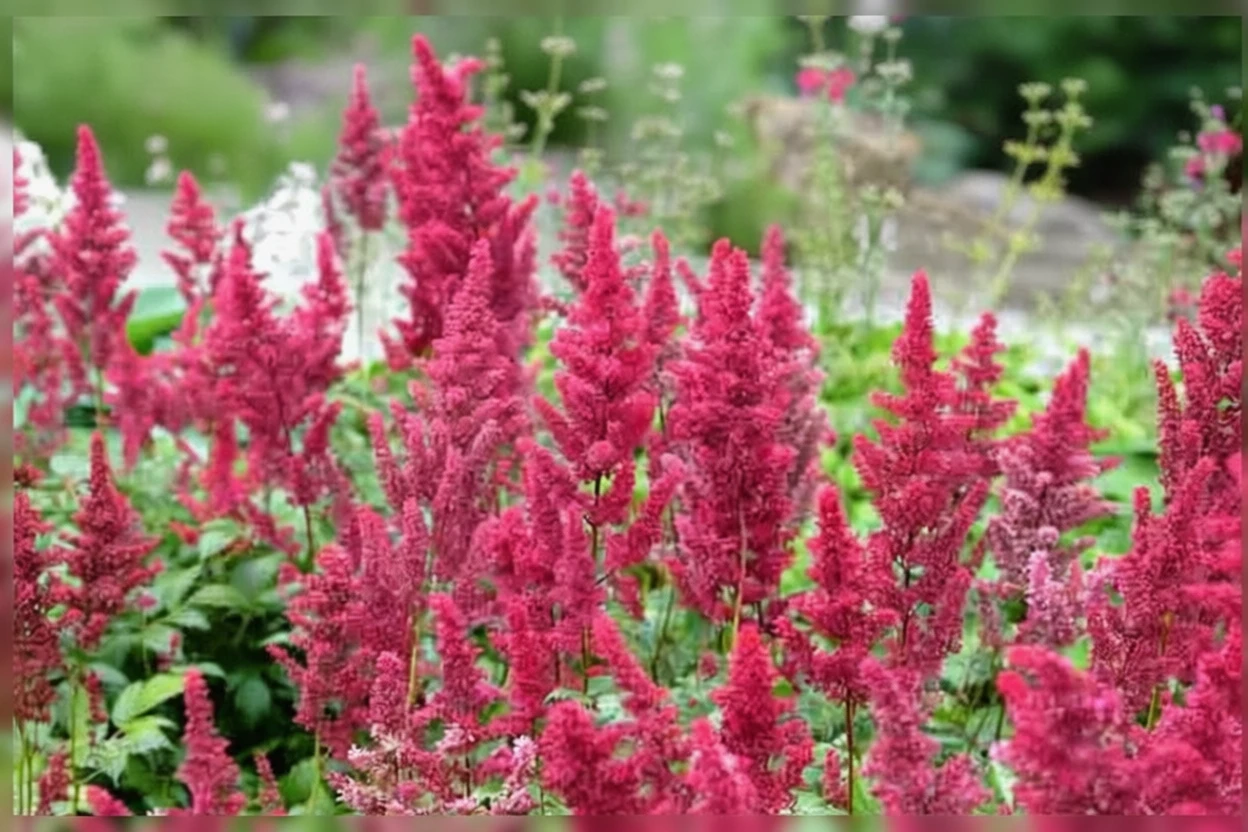 Астільба Фанал