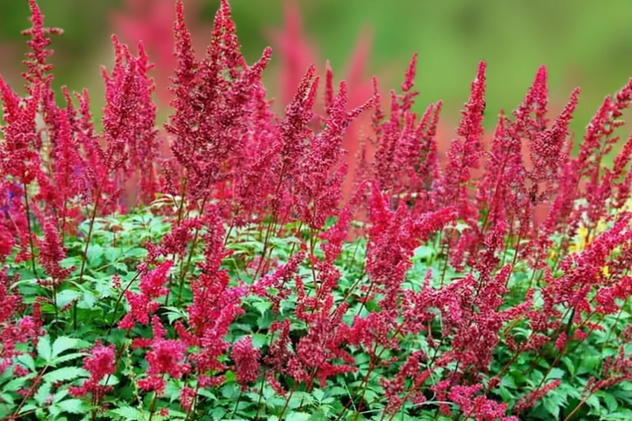 Астільба Фанал