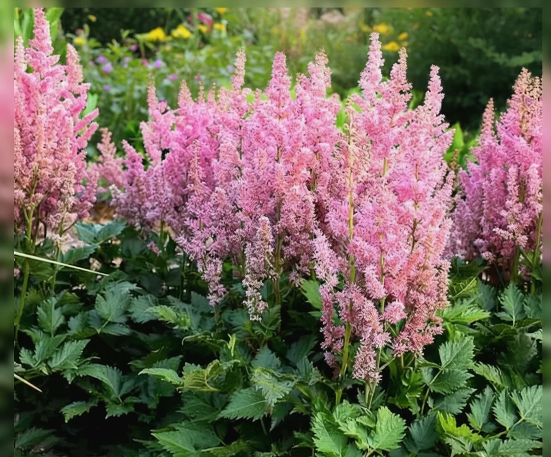 Астільба Літл Віжн ін Пінк / Astilbe chinensis Little Vision in Pink