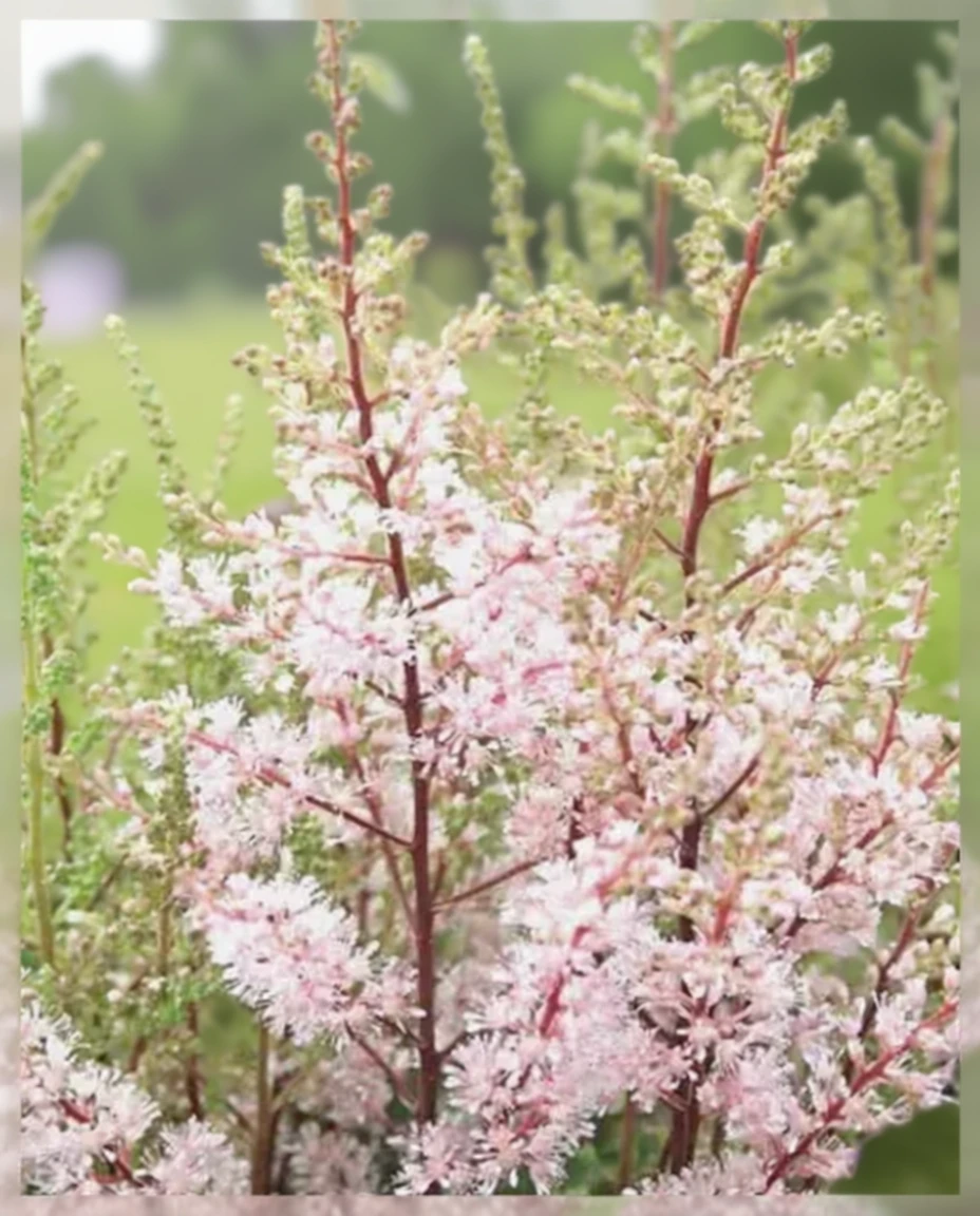 Астільба Лук ет Мі