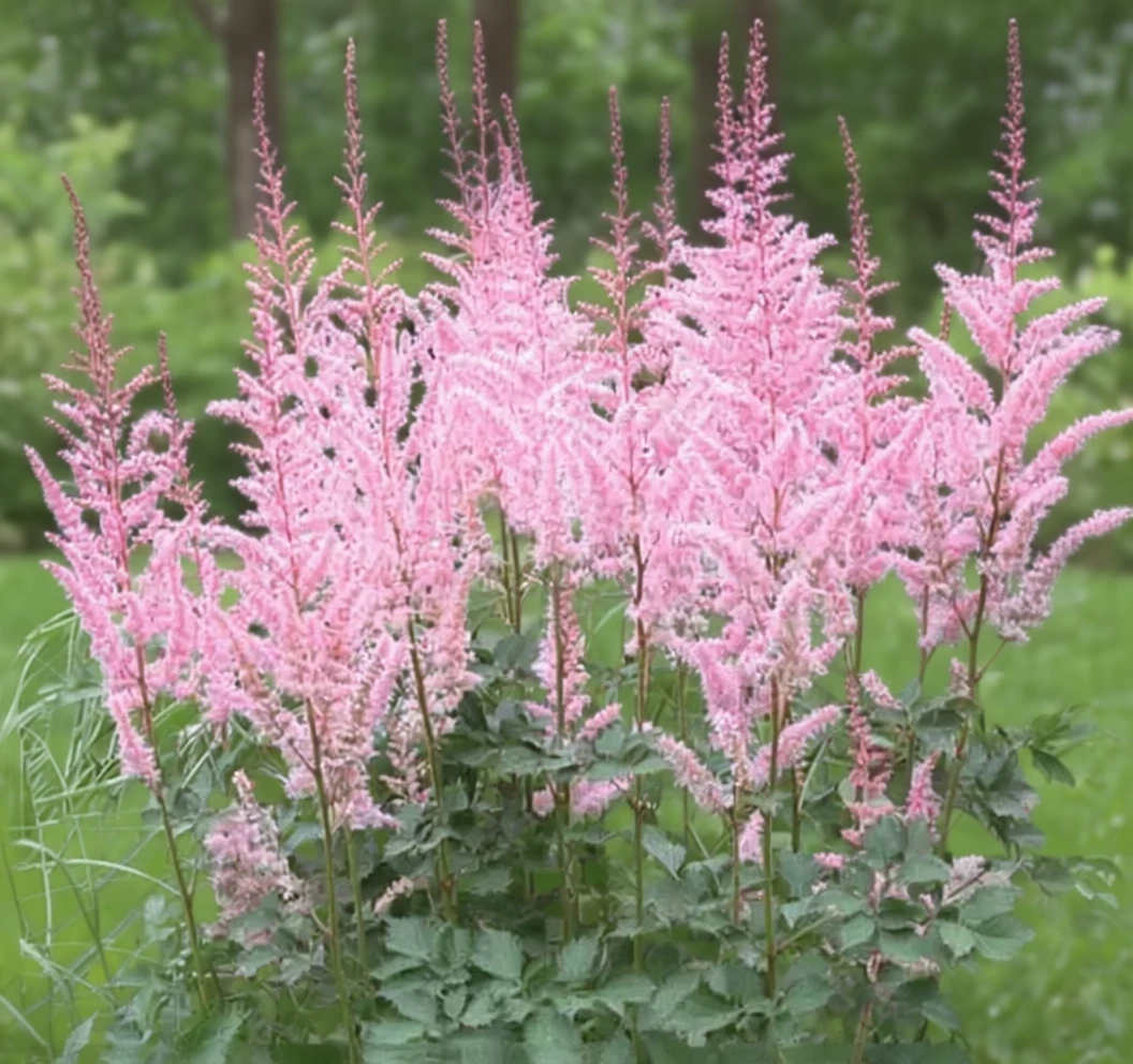 Астільба Майті Піп / Astilbe chinensis Mighty Pip