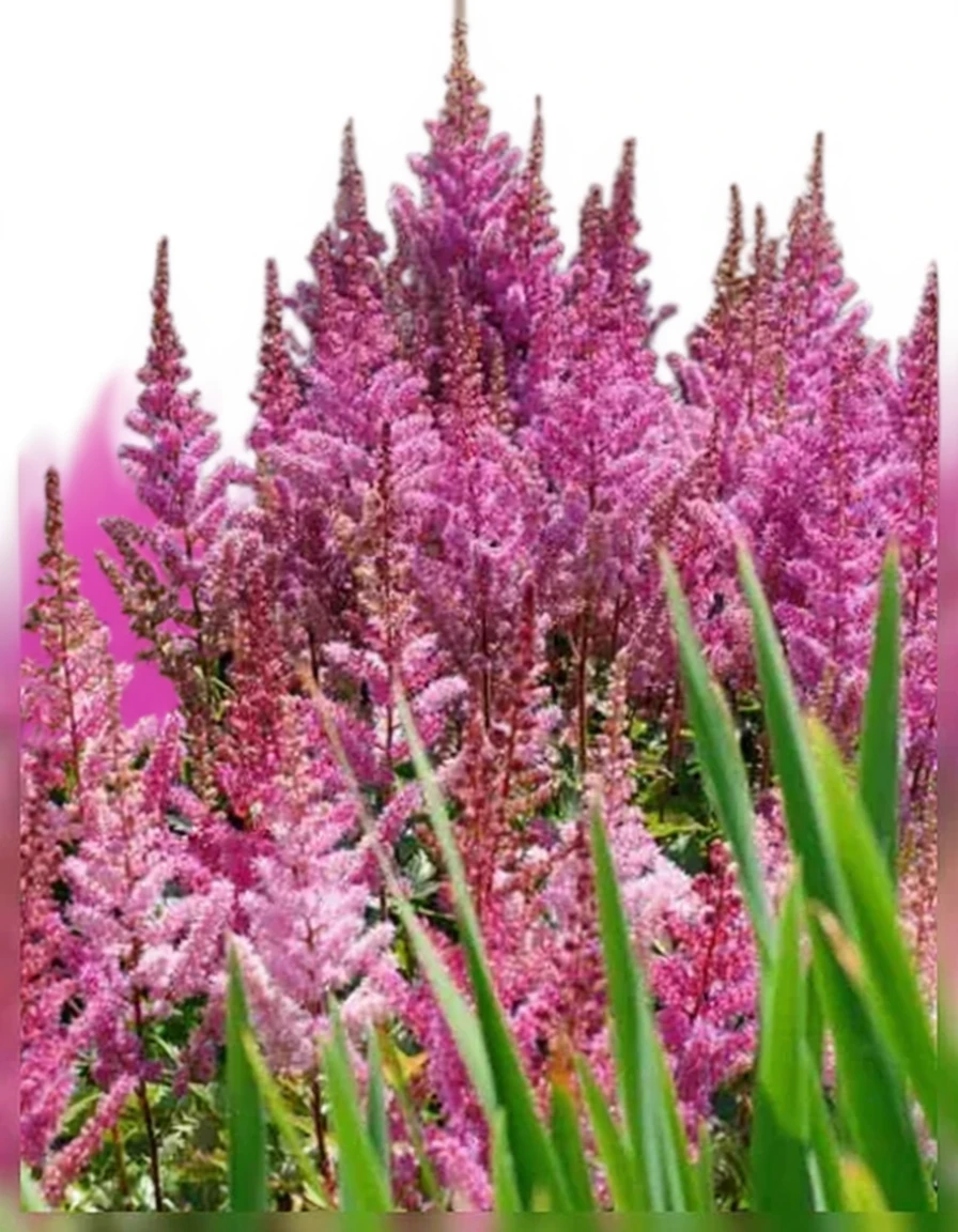 Астільба Меггі Дейлі / Astilbe chinensis Maggie Daley