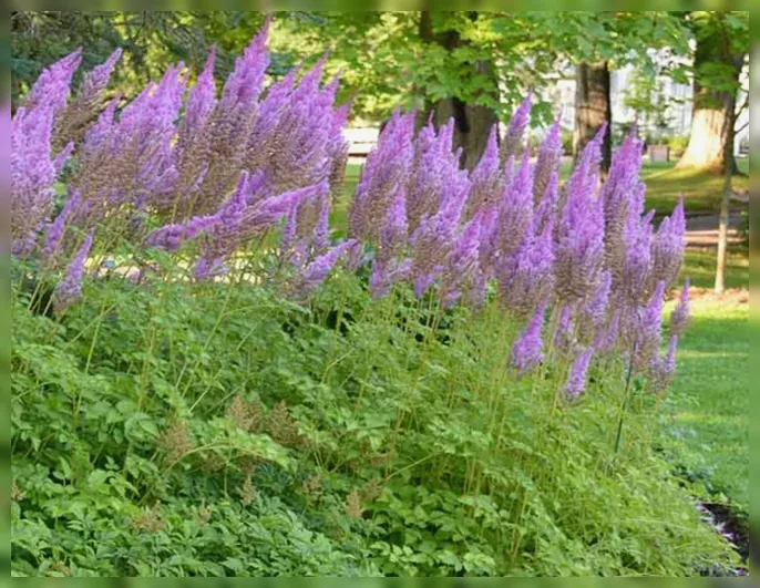 Астільба Пурпл Кендлз