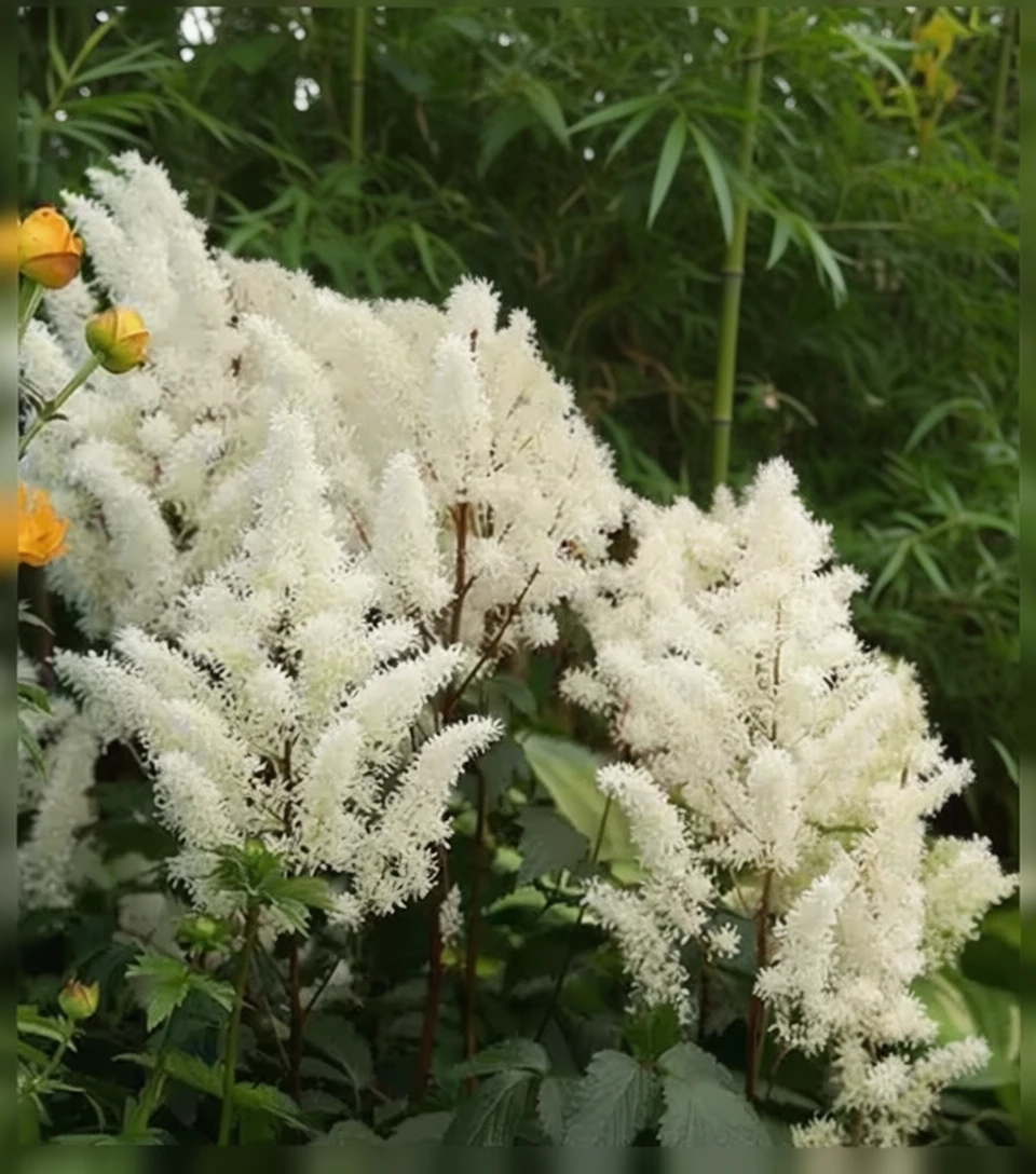 Астільба Рок енд Ролл / Astilbe Rock and Roll