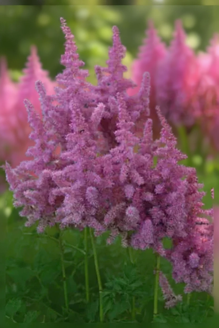 Астільба Стенд енд Делівер / Astilbe Stand and Deliver