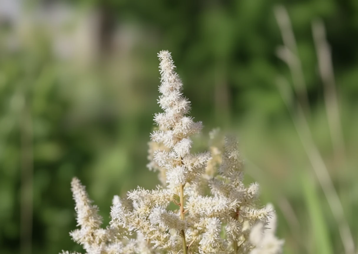 Астільба Вайт Глоріа / Astilbe White Gloria