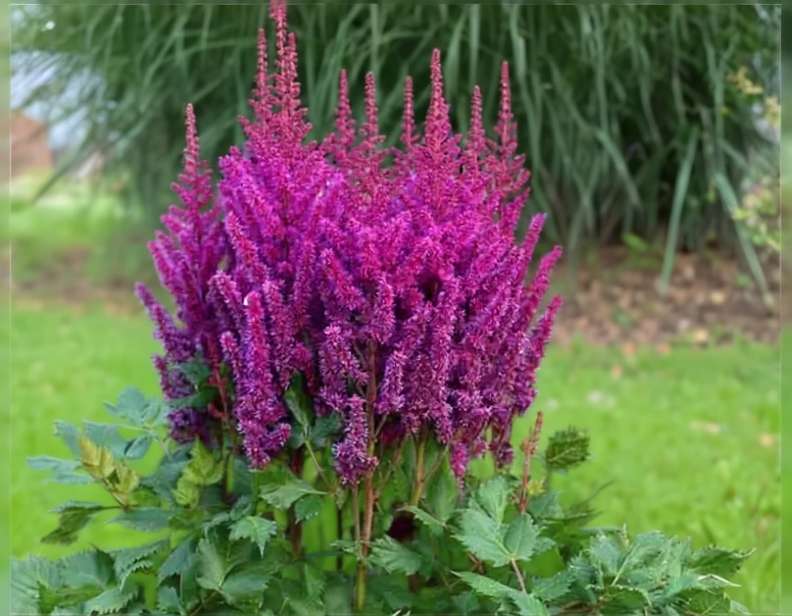 Астільба Віжнс