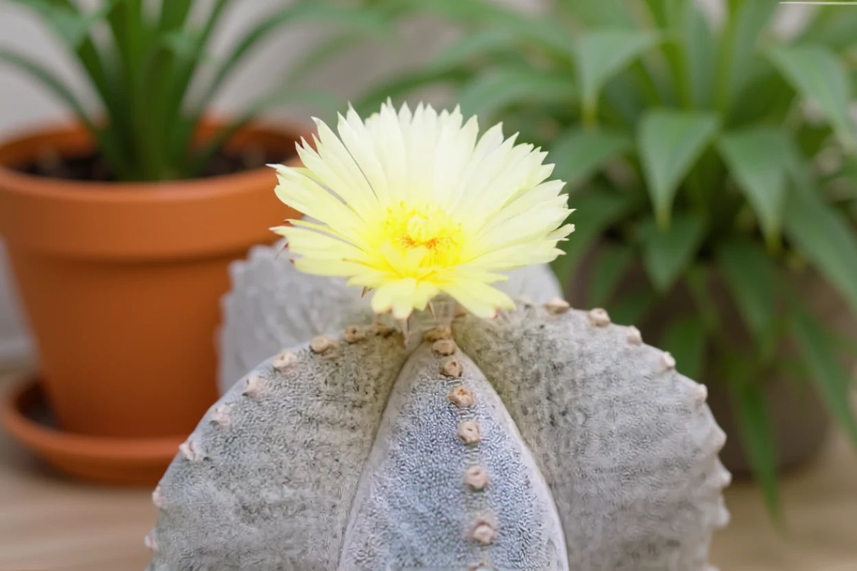Астрофітум мітостігма / Astrophytum myriostigma