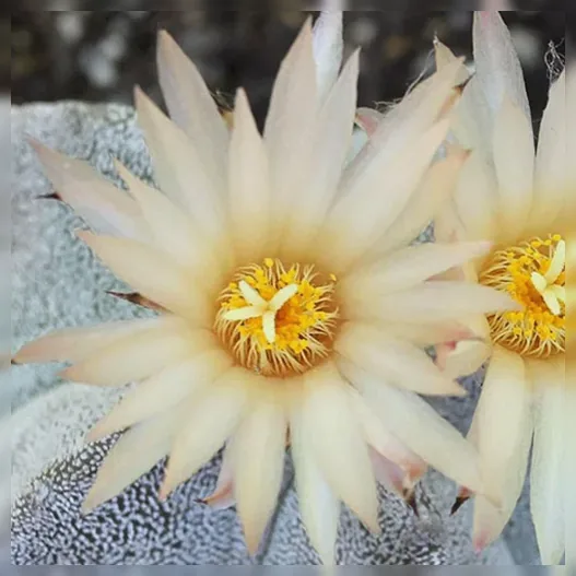 Астрофітум мітостігма