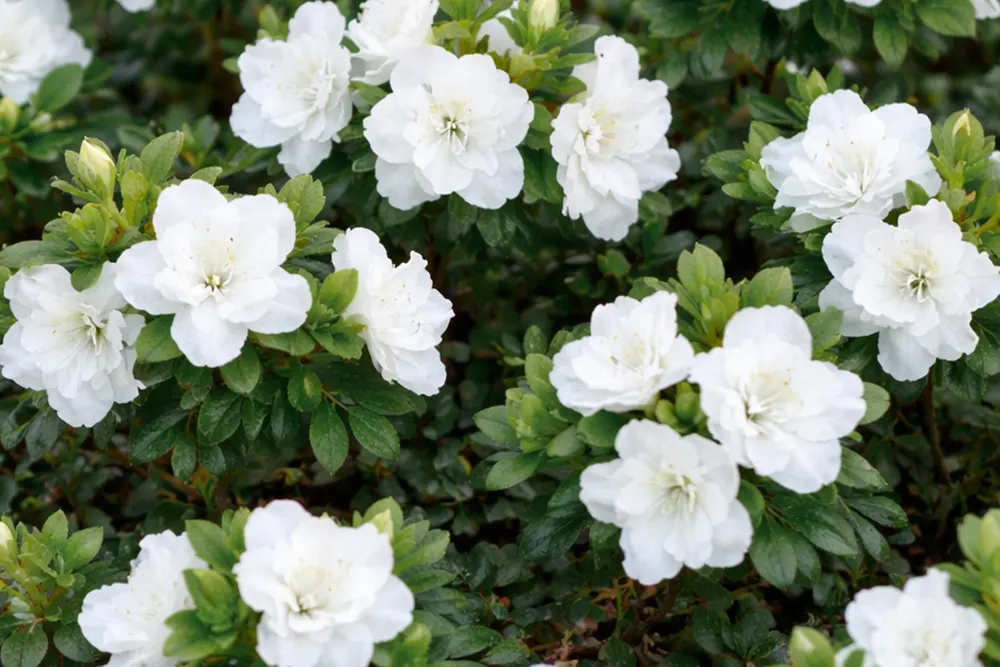 Азалія Шніперл