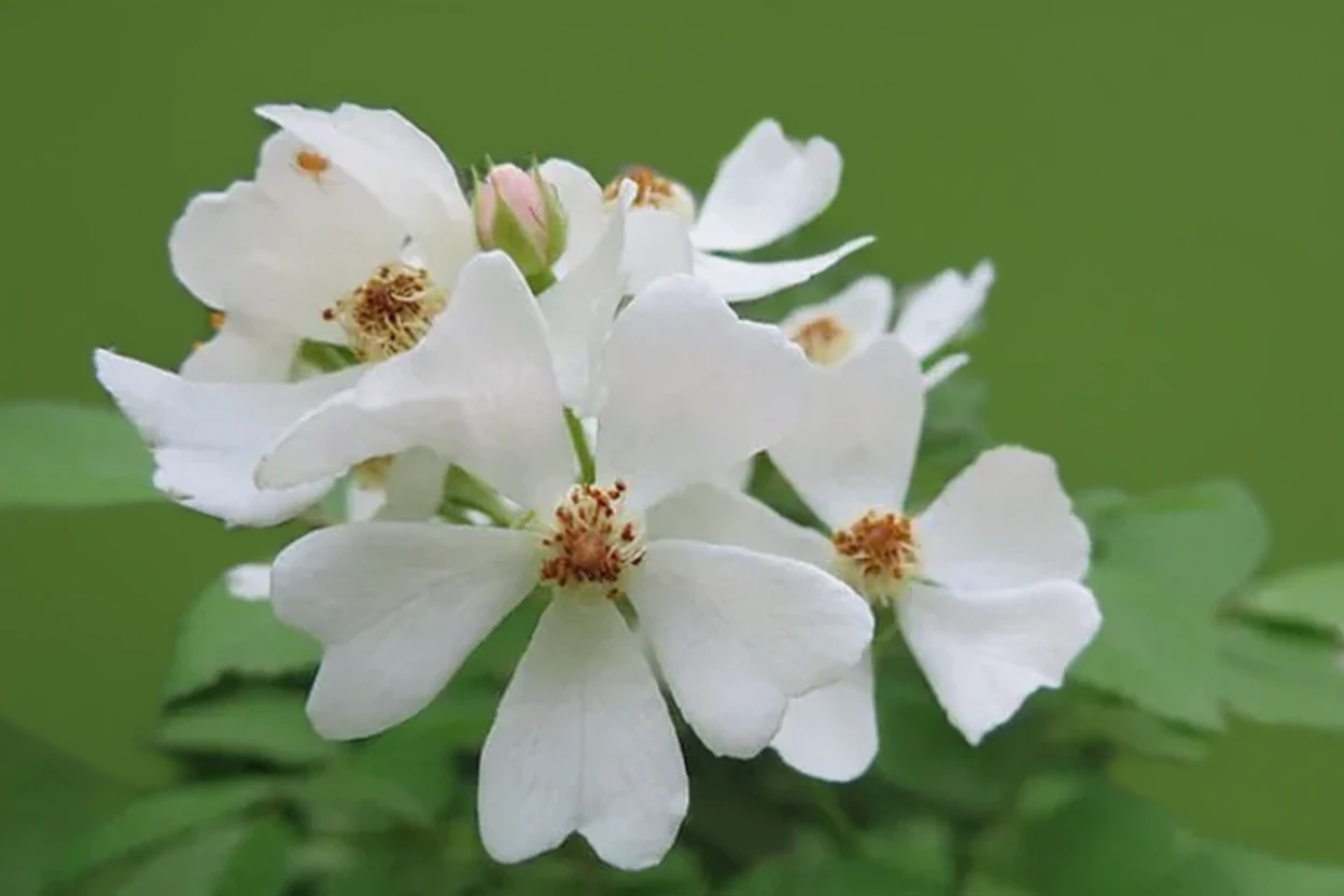 Багатоквіткова троянда / Rosa multiflora