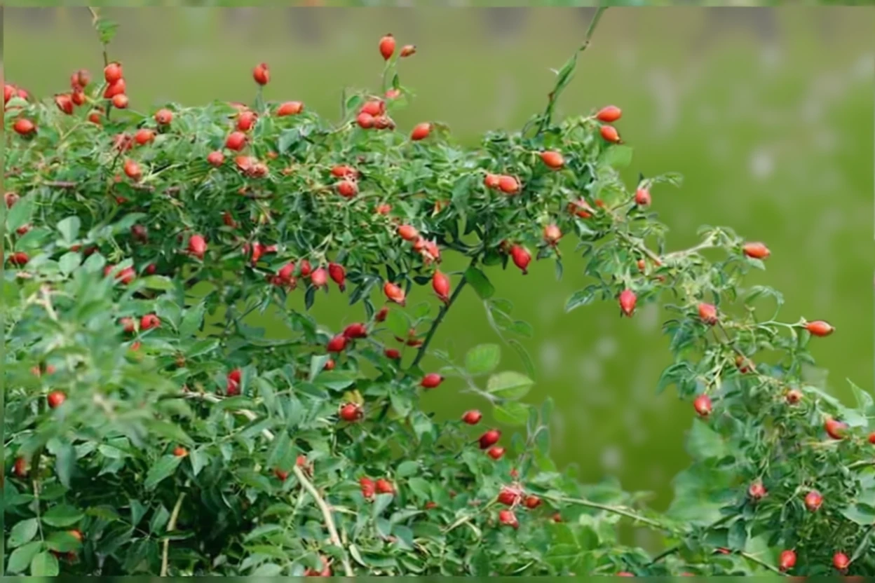 Багатоквіткова троянда