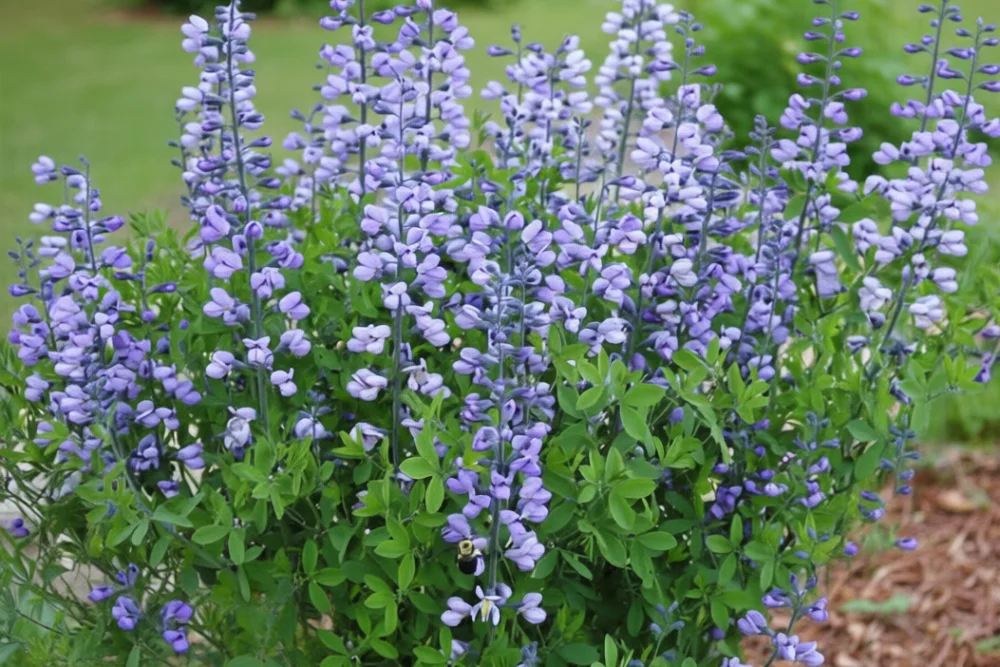 Баптизія Перпл Смоук / Baptisia Purple Smoke