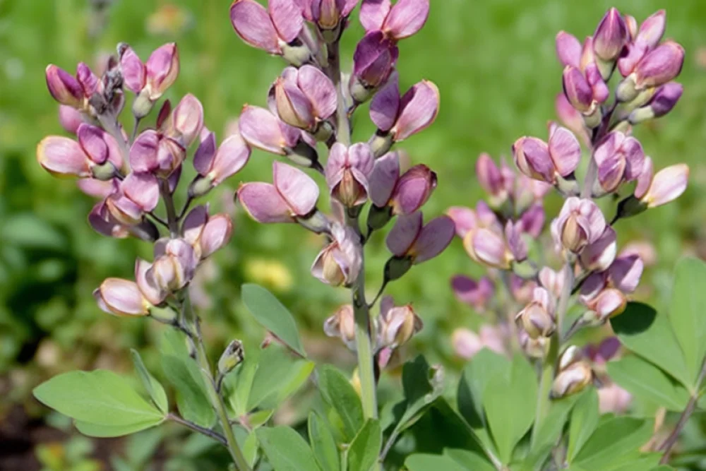 Баптизія Пінк Трафлс / Baptisia Pink Truffles