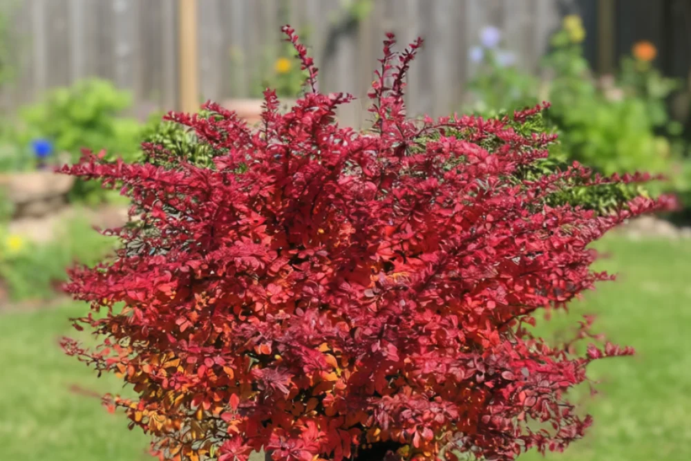 Барбарис Тунберга Крімсон Пігмі / Berberis thunbergii Crimson Pygmy