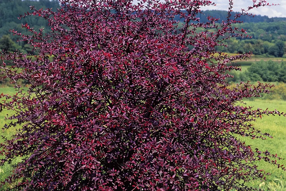 Барбарис Тунберга Ред Чіф