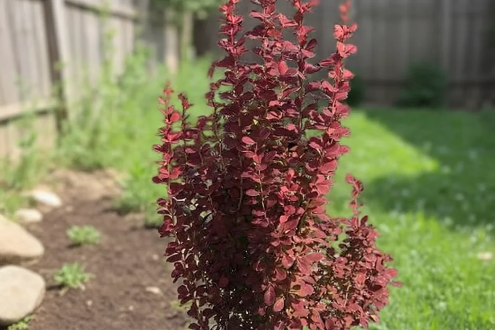 Барбарис Тунберга Розі Рокет / Berberis thunbergii Rosy Rocket