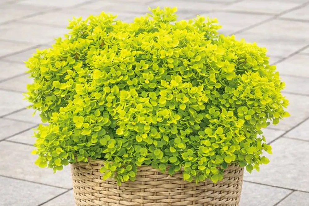 Барбарис Тунберга Тіні Голд