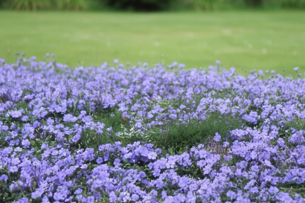 Барвінок малий / Vinca minor