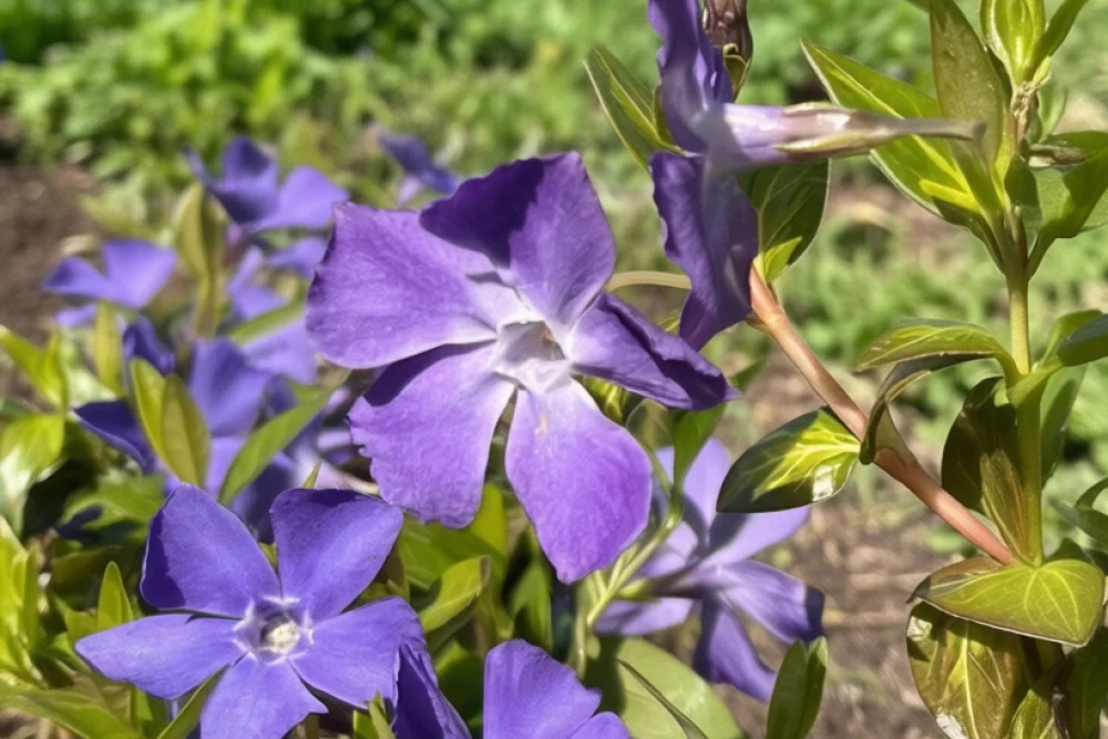 Барвінок великий / Vinca major