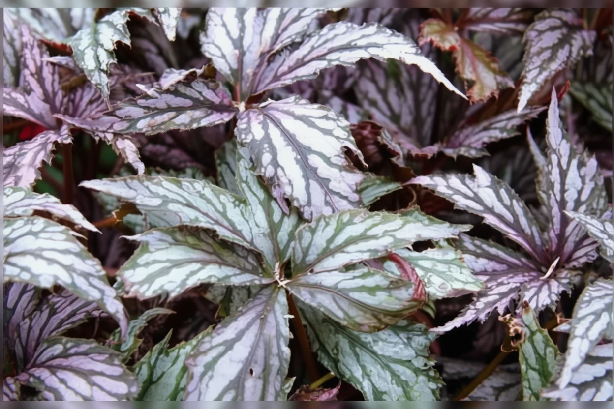 Бегонія Беніточіба / Begonia Benitochiba