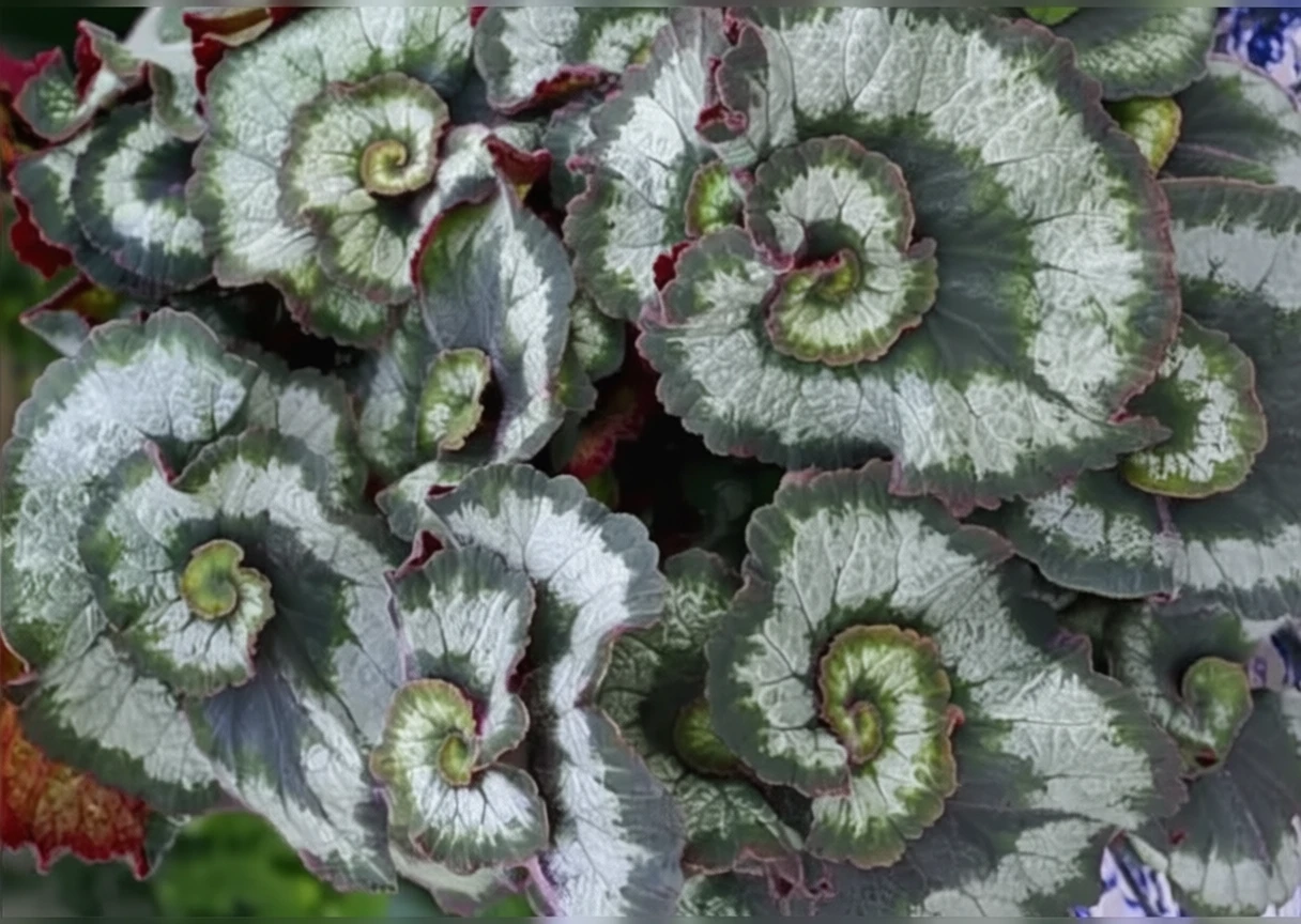 Ескарго бегонія / Begonia escargot