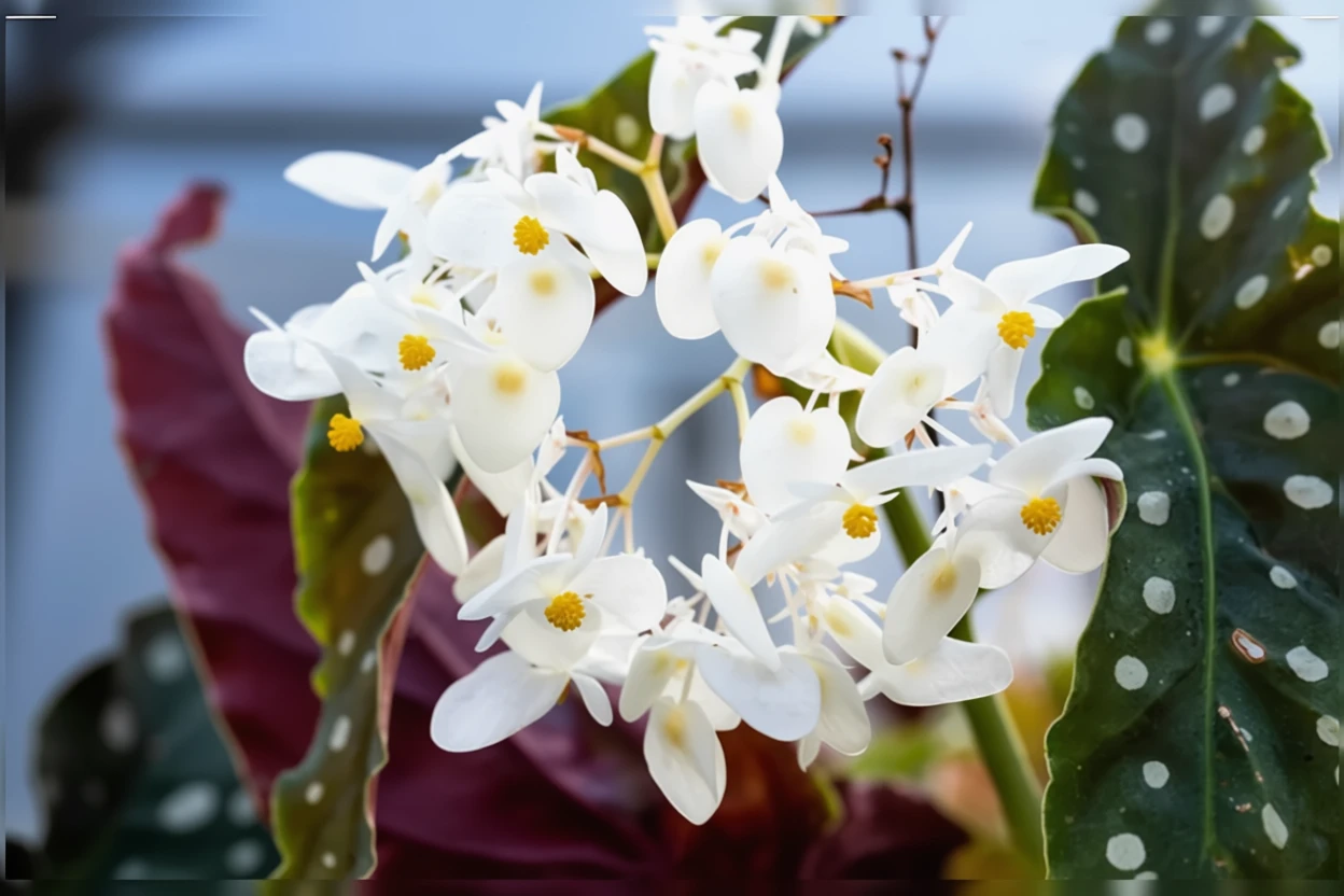 Бегонія макулата / Begonia maculata
