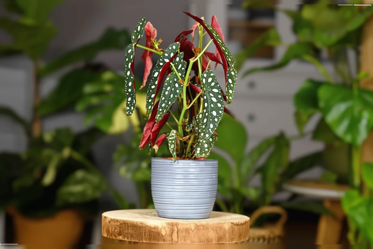 Бегонія макулата