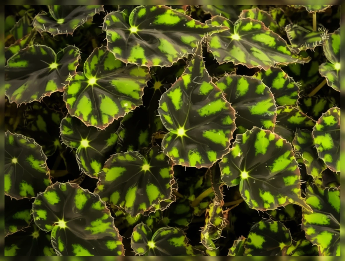 Бегонія Тайгер Поуз / Begonia Tiger Paws