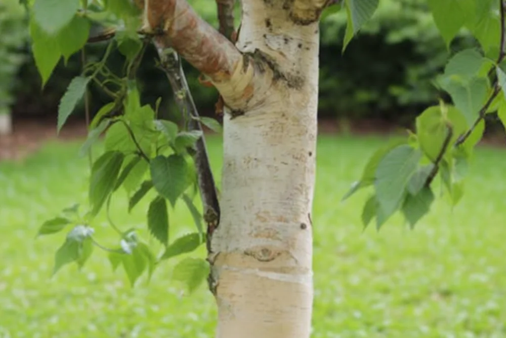 Береза Фасінашин / Betula Fascination