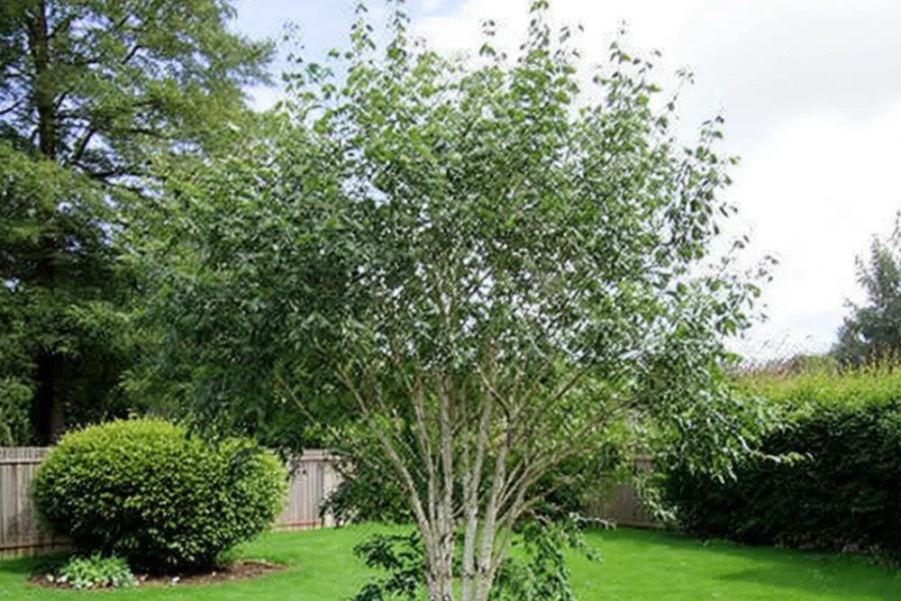 Береза корисна / Betula utilis