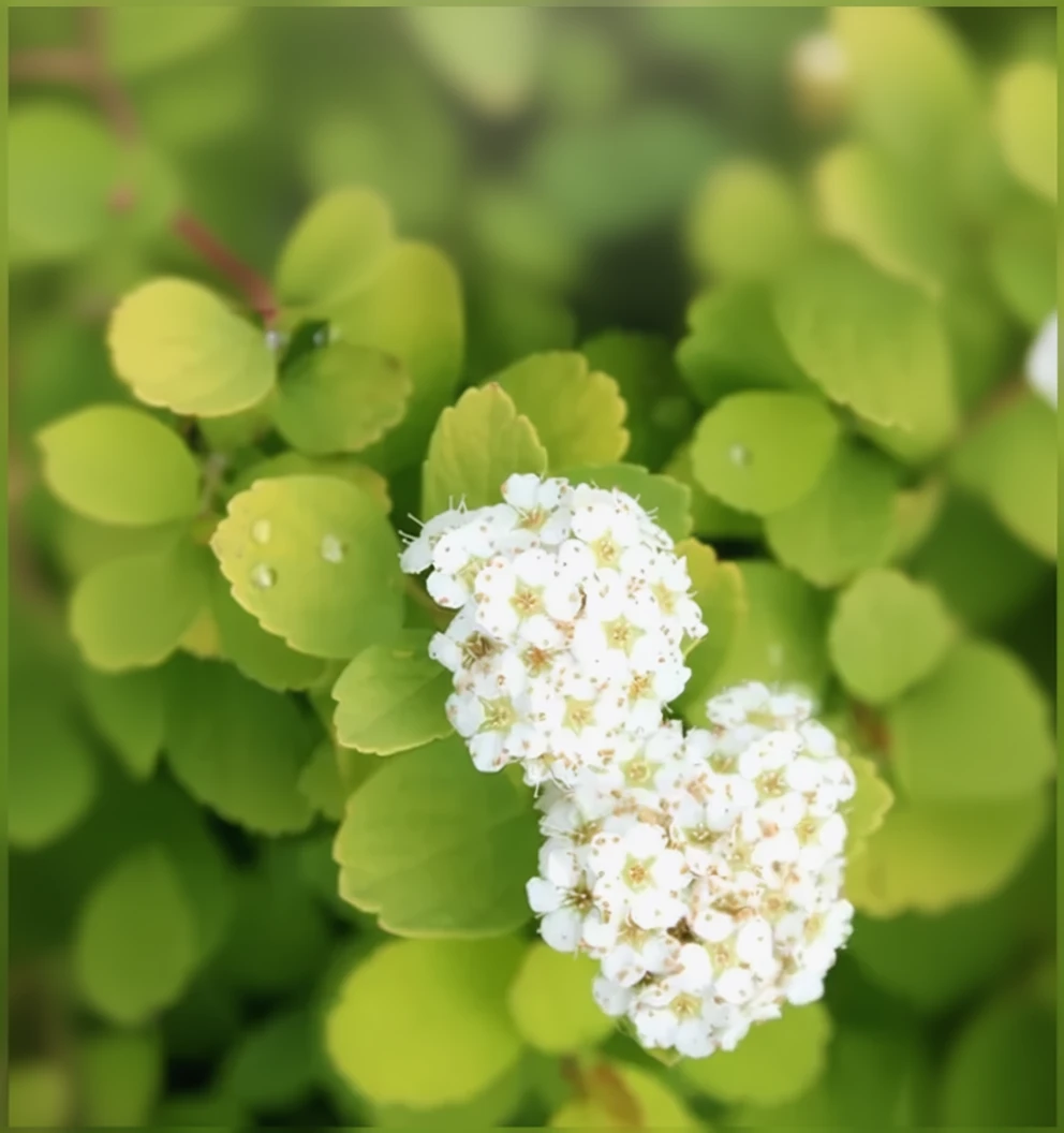 Березолиста спірея Тор Голд