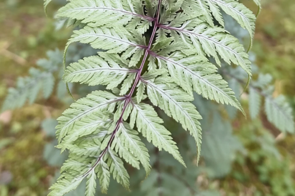 Безщитник  Металікум / Athyrium niponicum Metallicum
