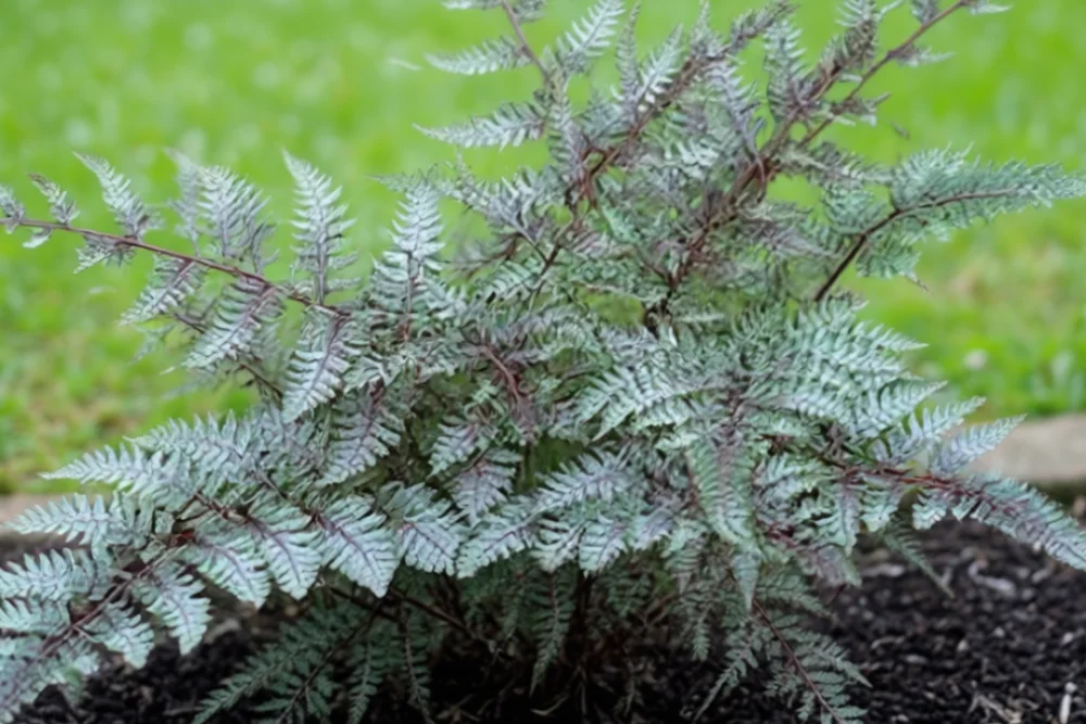 Безщитник  Ред Бюті / Athyrium niponicum Red Beauty
