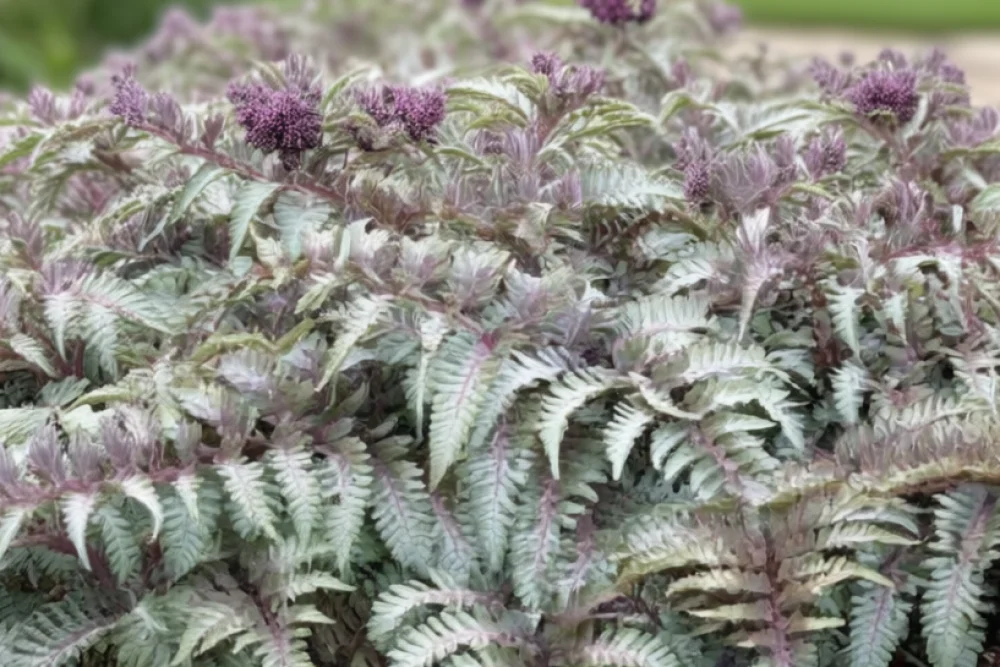 Безщитник  Урсулас Ред / Athyrium niponicum Ursula’s Red