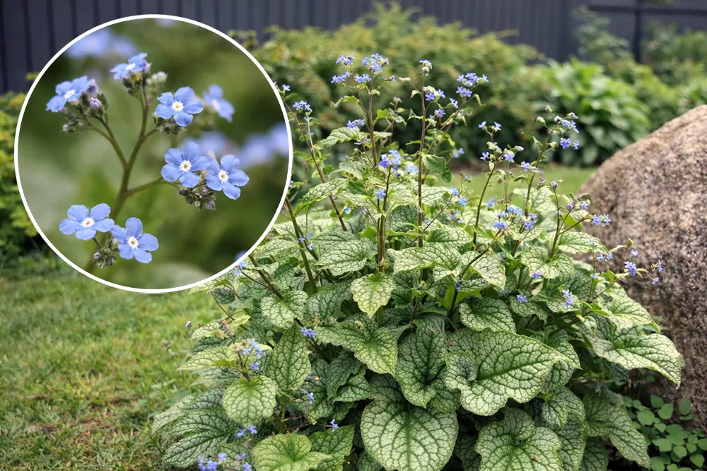 Бруннера Александерс Грейт / Brunnera macrophylla Alexander’s Great