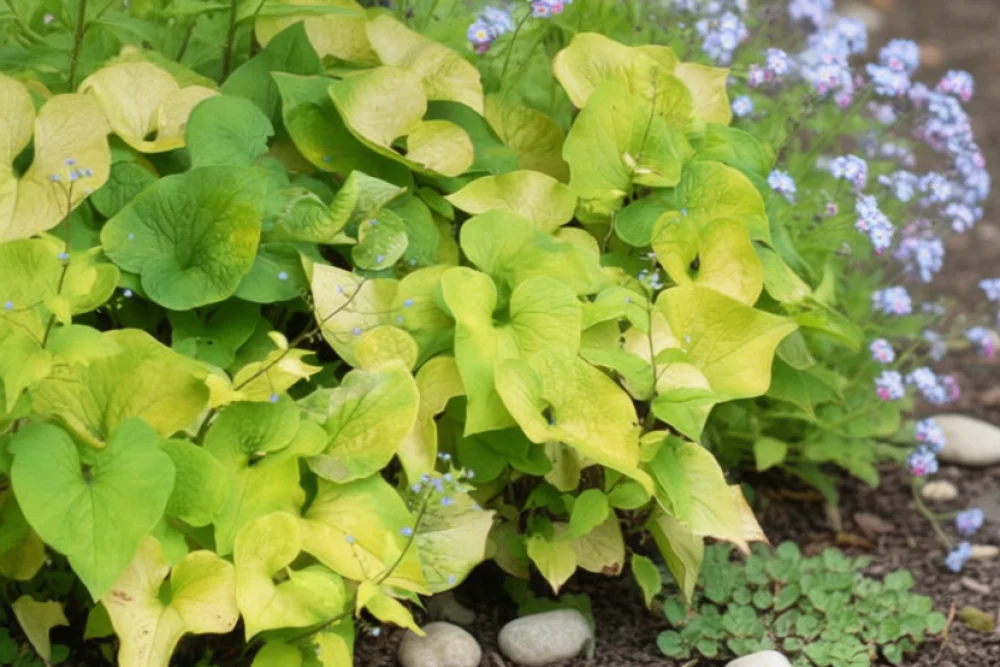 Бруннера Діанес Голд / Brunnera macrophylla Diane’s Gold