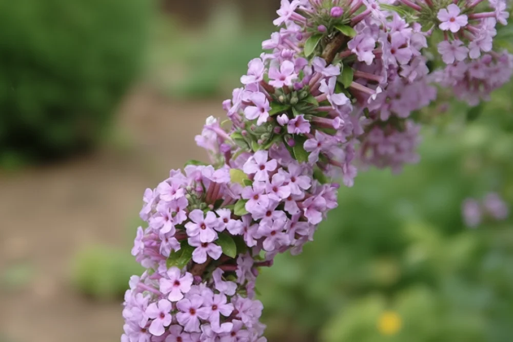 Буддлея черговолиста / Buddleja alternifolia