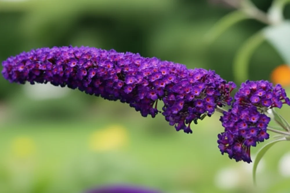 Буддлея Давида Блек Найт / Buddleja davidii Black Knight