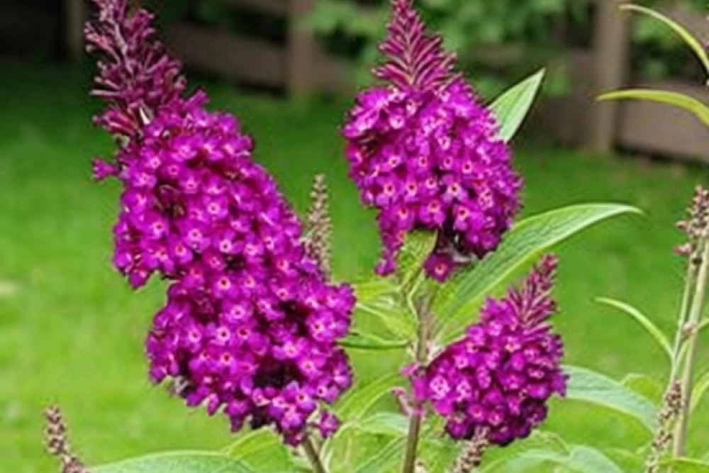 Буддлея Маджента Манчкін / Buddleja Magenta Munchkin