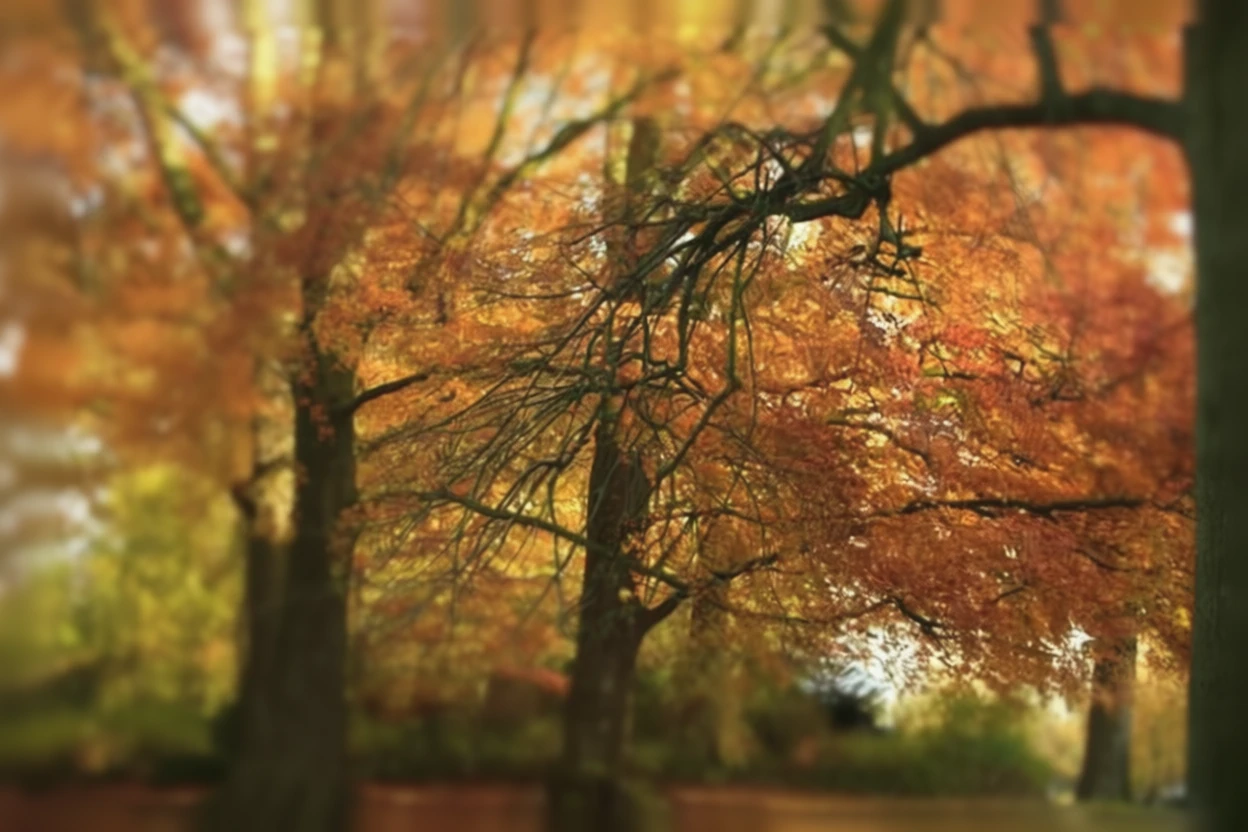 Бук великолистковий